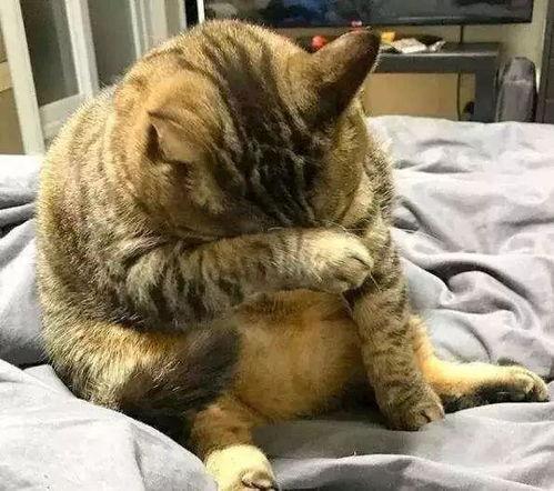 51今日吃瓜热门胖猫,热门胖猫萌态十足，网友直呼“治愈系”